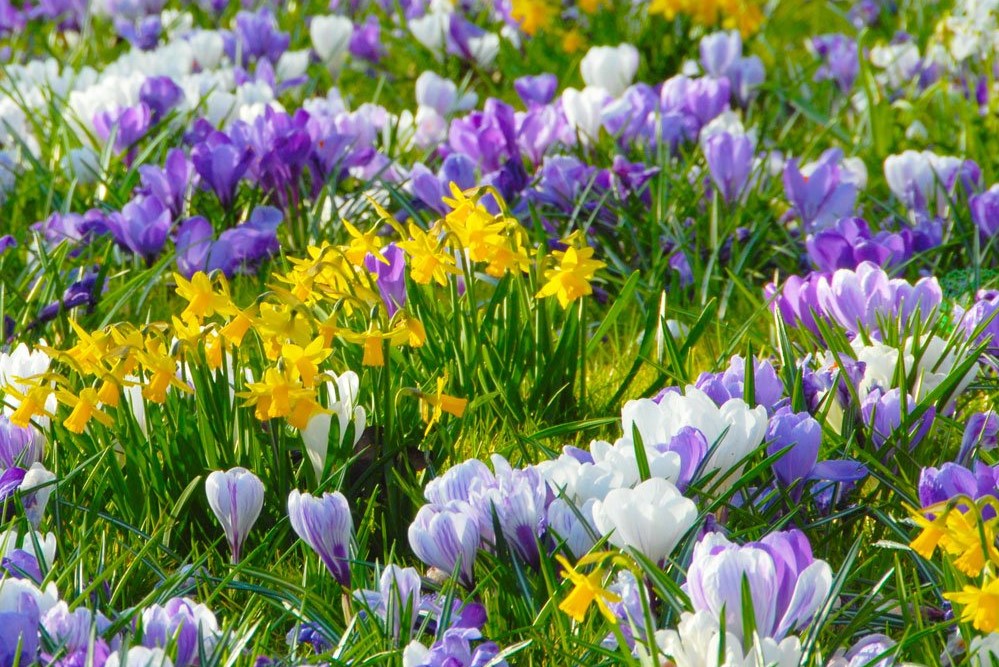 20221008 krokusblüte