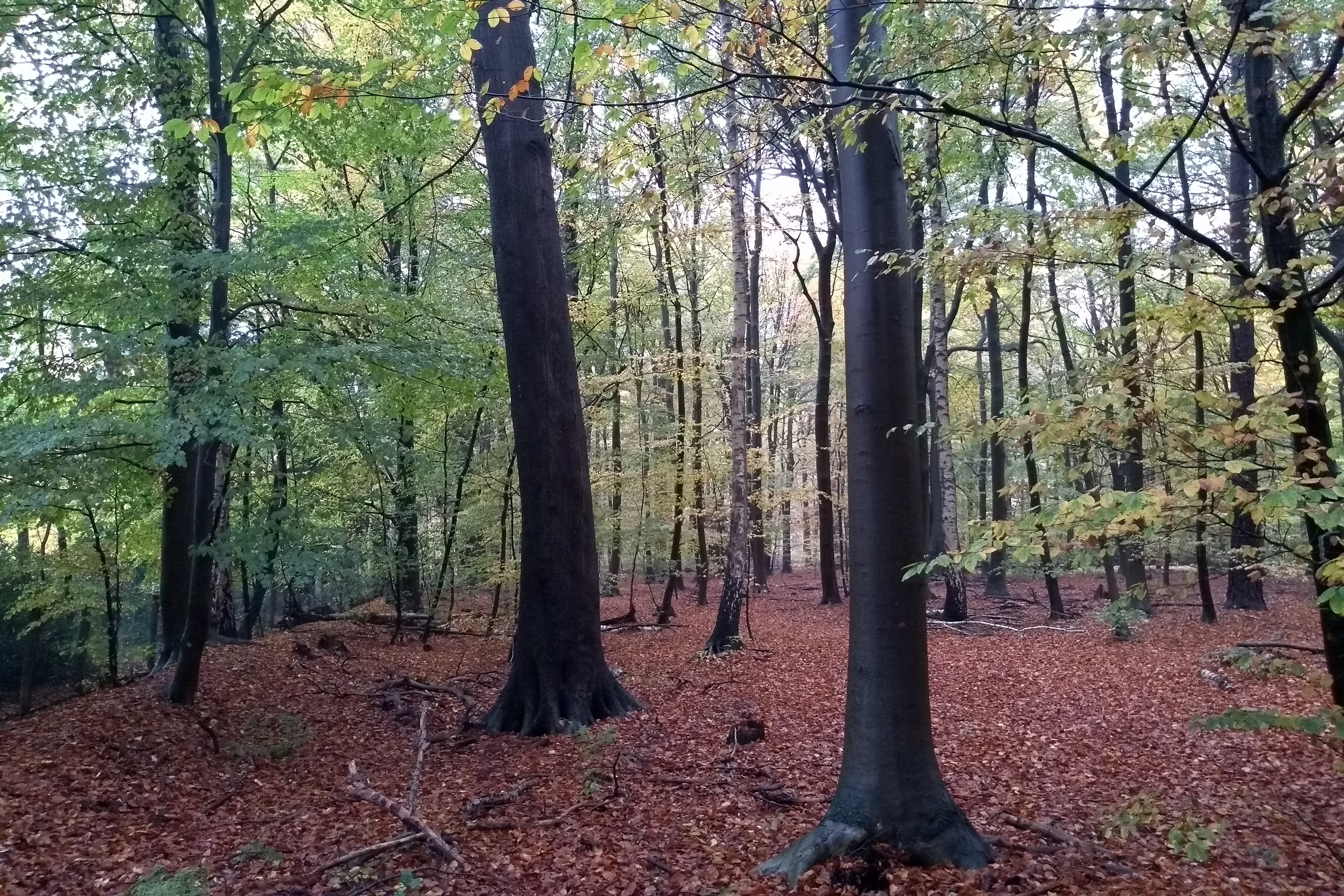 20201031 Wald Eckernworth