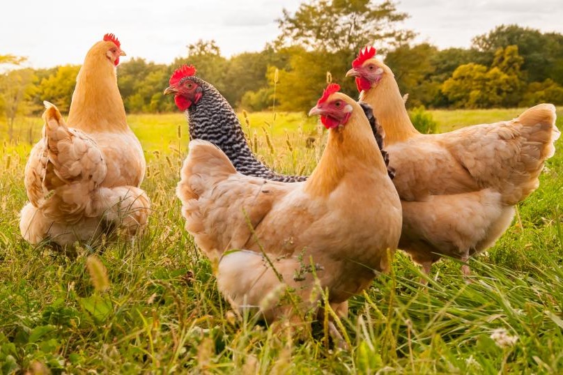 20210530 radkultour landwirtschaft